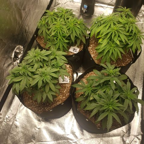 Jam sandwich  growlog timeline photo