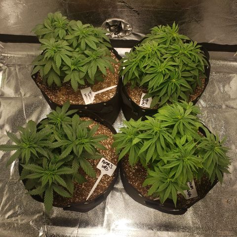 Jam sandwich  growlog timeline photo
