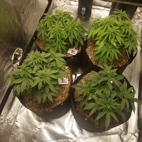 Jam sandwich  growlog timeline photo