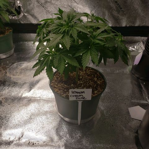 Jam sandwich  growlog timeline photo