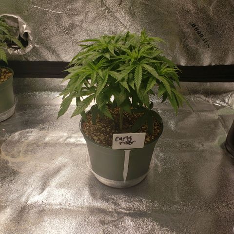 Jam sandwich  growlog timeline photo