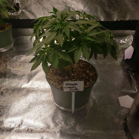 Jam sandwich  growlog timeline photo