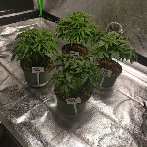 Jam sandwich  growlog timeline photo