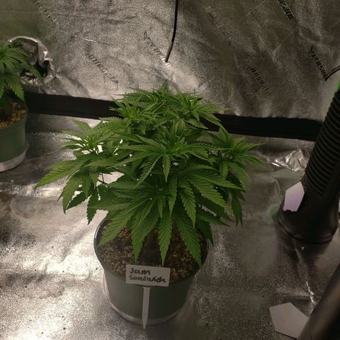 Jam sandwich  growlog timeline photo