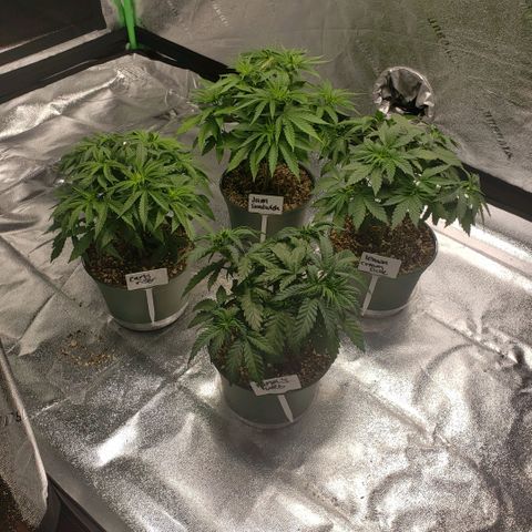 Jam sandwich  growlog timeline photo