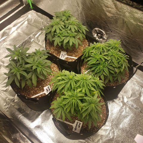 Jam sandwich  growlog timeline photo