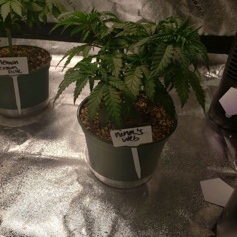 Jam sandwich  growlog timeline photo