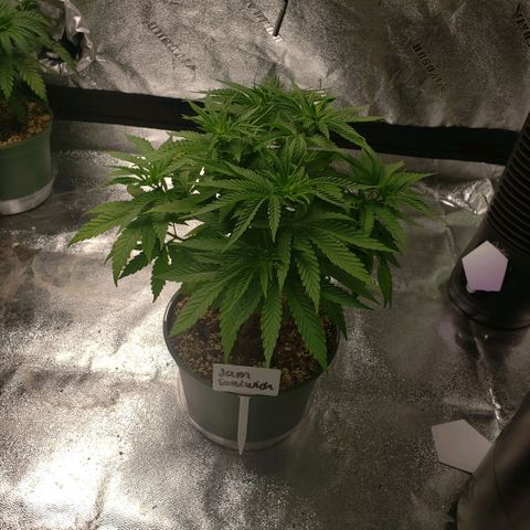 Jam sandwich  growlog timeline photo