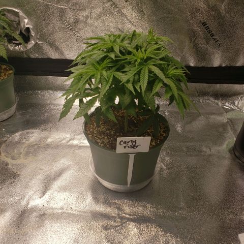 Jam sandwich  growlog timeline photo