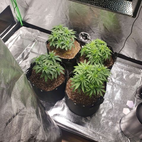 Jam sandwich  growlog photo: Post transplant from .5 gallon into 5 gallon containers 
