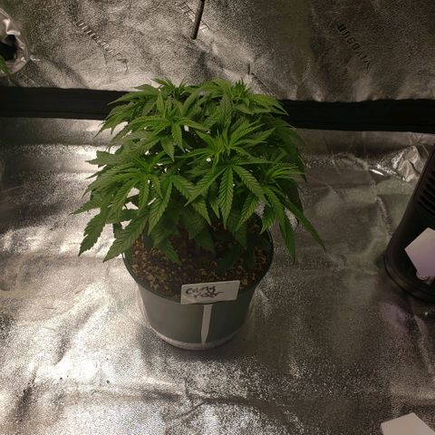 Jam sandwich  growlog photo: Post transplant from .5 gallon into 5 gallon containers 