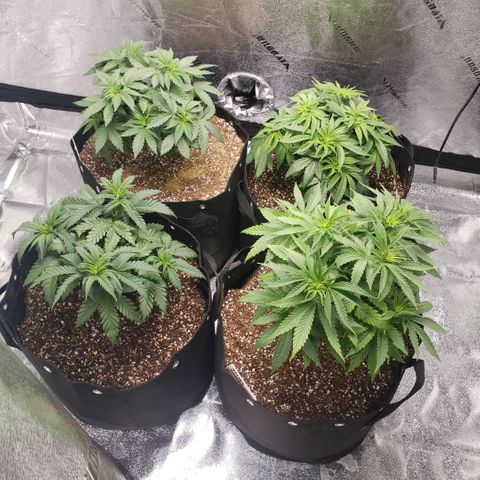 Jam sandwich  growlog photo: Post transplant from .5 gallon into 5 gallon containers 