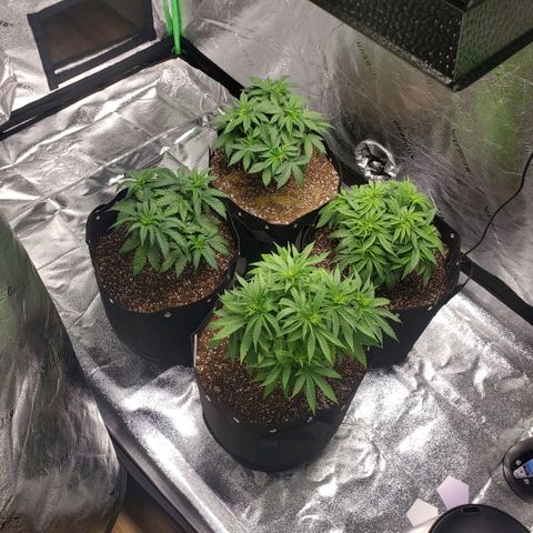 Jam sandwich  growlog photo: Post transplant from .5 gallon into 5 gallon containers 
