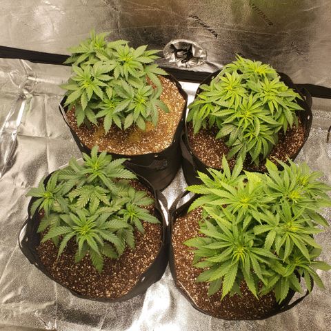 Jam sandwich  growlog photo: Post transplant from .5 gallon into 5 gallon containers 