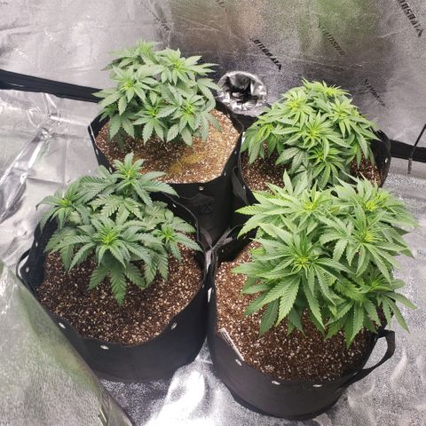 Jam sandwich  growlog photo: Post transplant from .5 gallon into 5 gallon containers 