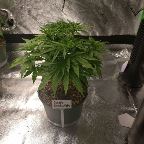 Jam sandwich  growlog photo: Before transplanting