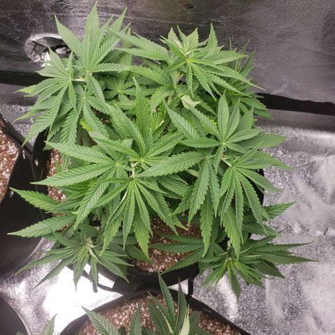 Jam sandwich  growlog photo: After lst