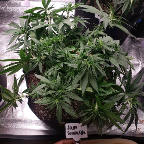 Jam sandwich  growlog timeline photo
