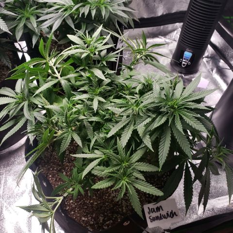 Jam sandwich  growlog timeline photo