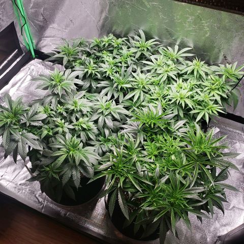Jam sandwich  growlog timeline photo