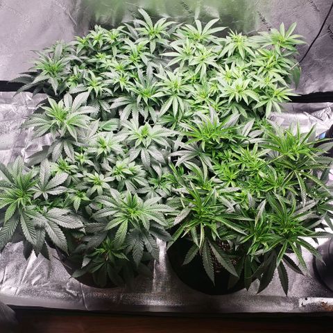 Jam sandwich  growlog timeline photo
