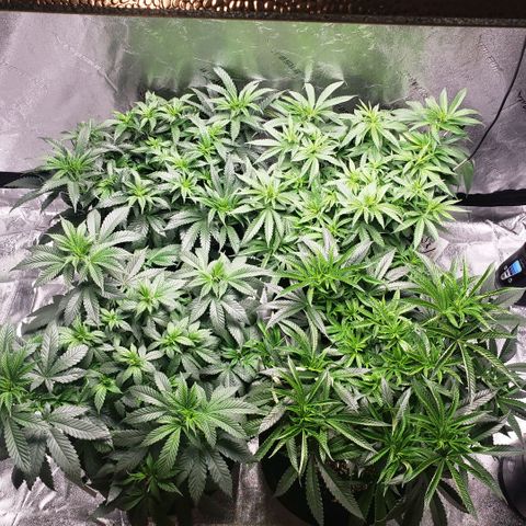 Jam sandwich  growlog timeline photo