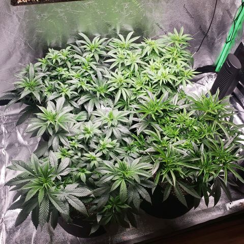 Jam sandwich  growlog timeline photo