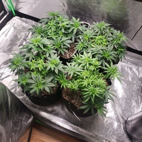 Jam sandwich  growlog timeline photo