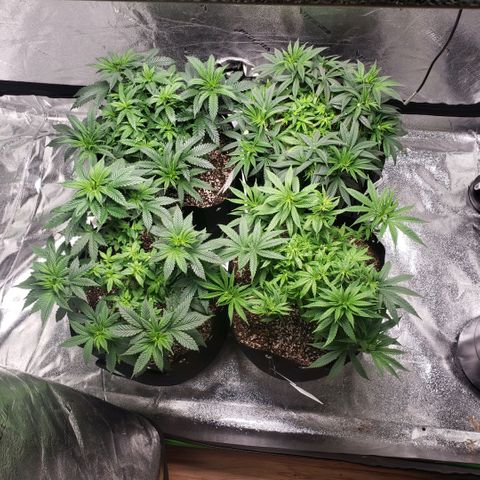 Jam sandwich  growlog timeline photo