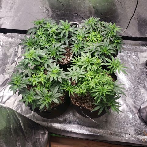 Jam sandwich  growlog timeline photo