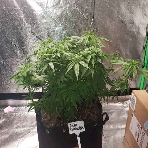Jam sandwich  growlog timeline photo