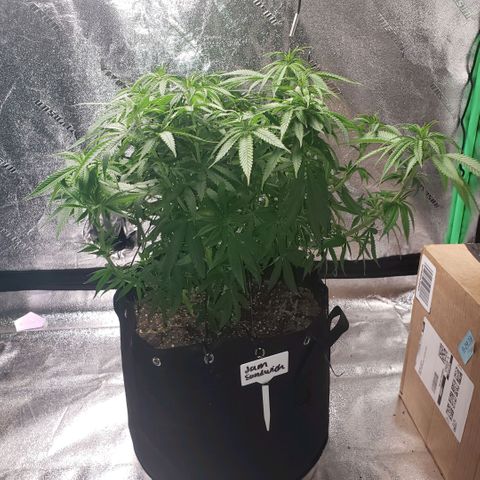 Jam sandwich  growlog timeline photo