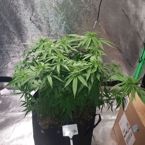 Jam sandwich  growlog timeline photo