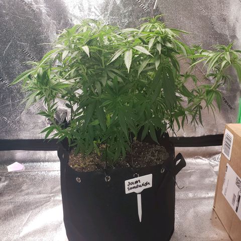 Jam sandwich  growlog timeline photo