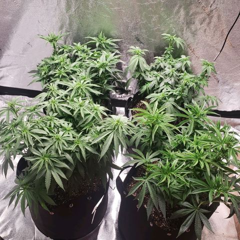 Jam sandwich  growlog timeline photo