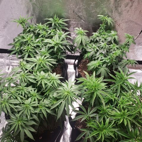 Jam sandwich  growlog timeline photo