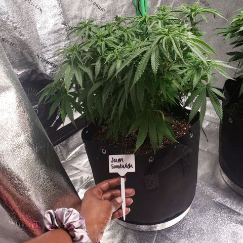 Jam sandwich  growlog timeline photo