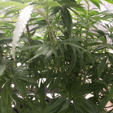 Jam sandwich  growlog timeline photo