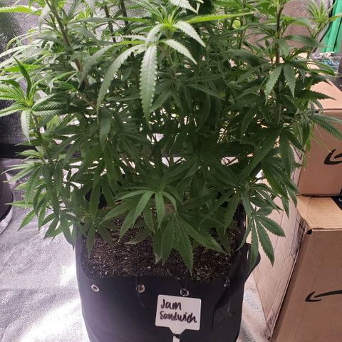 Jam sandwich  growlog timeline photo