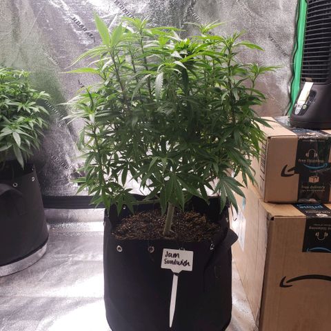 Jam sandwich  growlog timeline photo