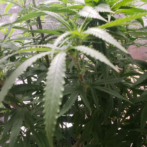 Jam sandwich  growlog timeline photo
