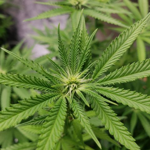Jam sandwich  growlog timeline photo