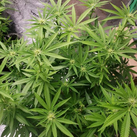 Jam sandwich  growlog timeline photo