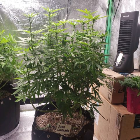 Jam sandwich  growlog timeline photo