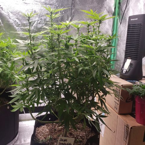 Jam sandwich  growlog timeline photo