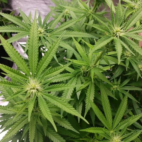 Jam sandwich  growlog timeline photo