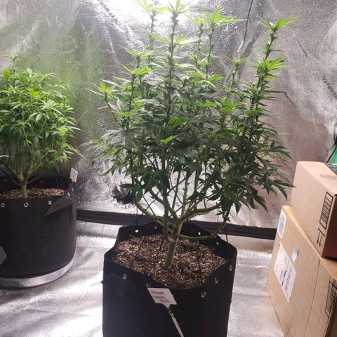 Jam sandwich  growlog timeline photo