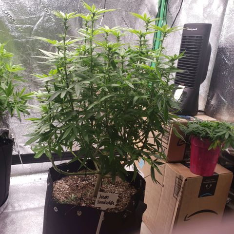 Jam sandwich  growlog timeline photo