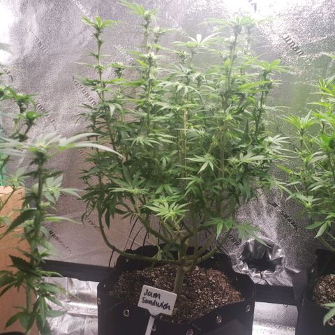 Jam sandwich  growlog timeline photo