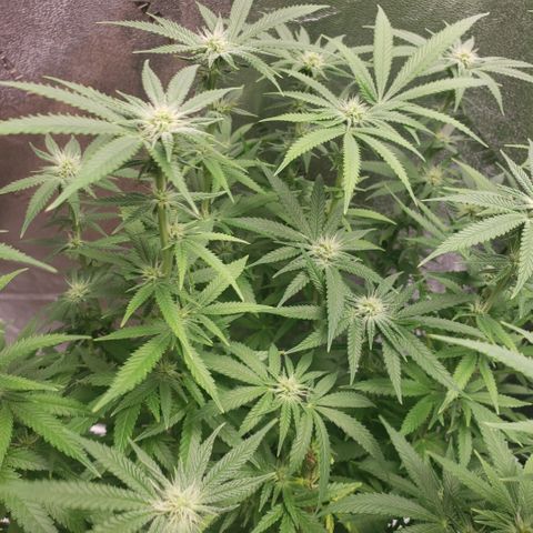 Jam sandwich  growlog timeline photo